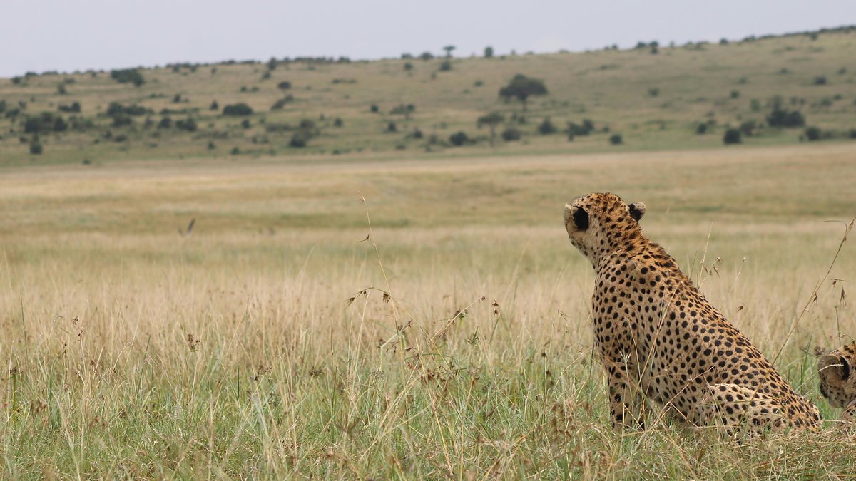 Cheetah on the open plains of the Serengeti